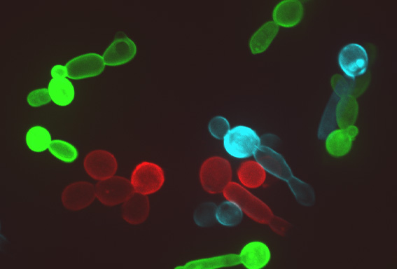 Virulence mechanisms research image