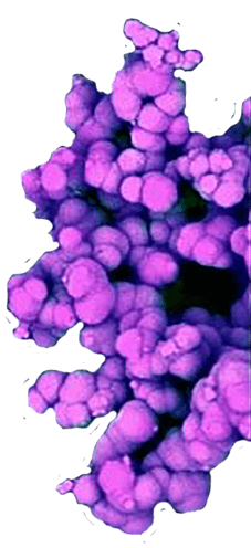 Decorative illustration for virulence mechanisms