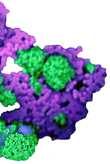 Decorative illustration for virulence mechanisms