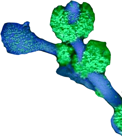 Decorative illustration for virulence mechanisms