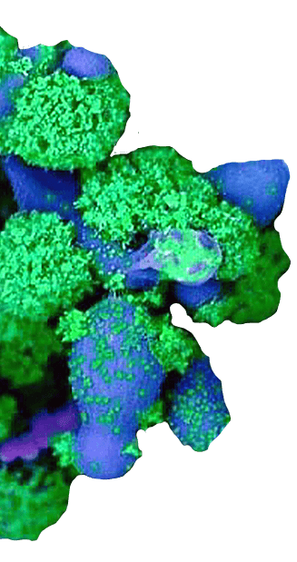 Decorative illustration for virulence mechanisms