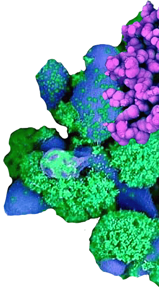 Decorative illustration for virulence mechanisms